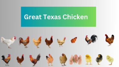 Great Texas Chicken